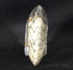 Manticoceras sp. HYATT 1884 - Bild &copy; FossNet FossilienStore